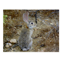 Peter The Cottontail Postcard
