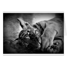 Petit animal de tigre cartes
