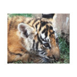 Petit animal de tigre de bébé se couchant toile tendue