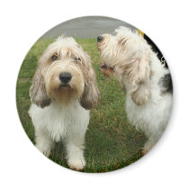 Petit Basette Griffon Vendeen Fridge Magnets