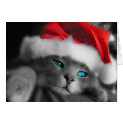 Petit chaton de No�l - Carte De Vœux