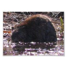 Petit photoprint de rat musqué