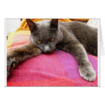 Petit somme de chat carte