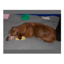 Petit somme de chien cartes postales