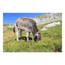 petit veau photographie