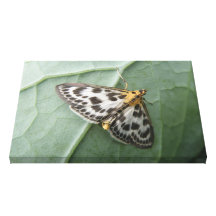 Petite copie de toile de mite de pie toile tendue sur châssis