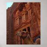 Petra Camel Print