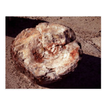 Petrified Wood Postcard