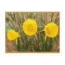 Petticoat Hoop flowers ~ postcard