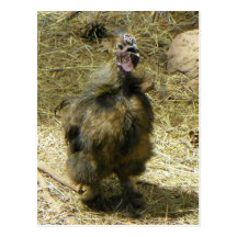 petting zoo @ bearizona post card