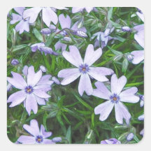 Petty Blue Creeping Phlox Stickers
