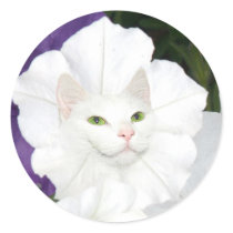 Petunia cat face stickers
