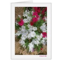 Petunia City Greeting Card