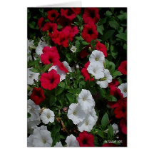 Petunia Falls Greeting Card