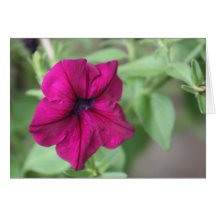 Petunia Greeting Card