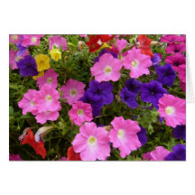Petunias Galore Greeting Cards