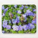 petunias in the garden mousepads