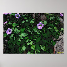 Petunias Poster