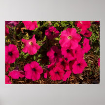 Petunias Print