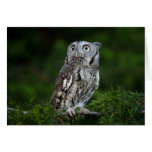 Peu de carte de note de hibou de cri strident