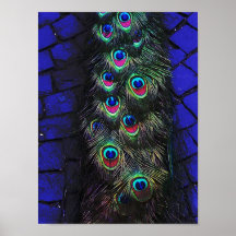 Pfauenaugen Posterdruck