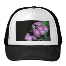 phacelia pourpre casquettes de camionneur