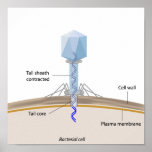 Phage infecting a bacterium Poster