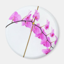 phalaenopsis 1 magnet