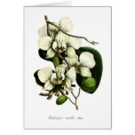 Phalaenopsis amabilis cards