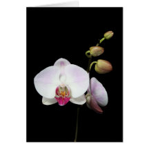 "Phalaenopsis" Card