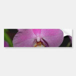 Phalaenopsis flowers bumper stickers