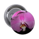 Phalaenopsis flowers pins