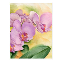 Phalaenopsis Orchid Flowers - Multi Post Cards