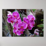 Phalaenopsis Orchid in Natural Habitat