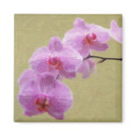 Phalaenopsis Orchid Refrigerator Magnet