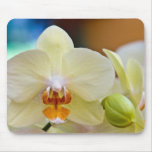 Phalaenopsis Orchid Mouse Pads