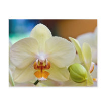 Phalaenopsis Orchid