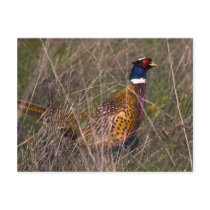 Pheasant  407 postcard