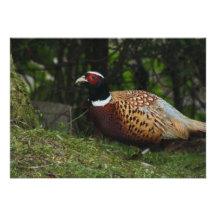 Pheasant Invitation