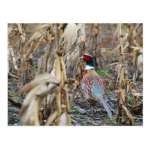 Pheasant Postcard