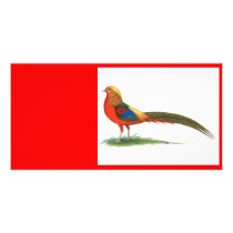 Pheasant:  Red Golden