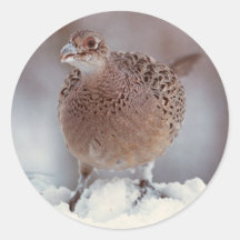 Pheasant Round Sticker