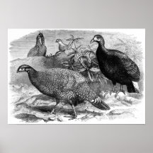Pheasants 1870 poster