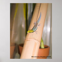 Phelsuma klemmeri posters