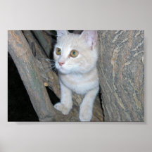 Pheobe the cat poster