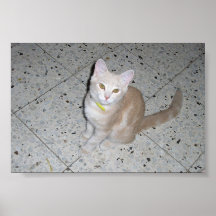 Pheobe the cat posters
