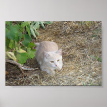 Pheobe the cat posters
