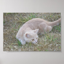 Pheobe the cat posters