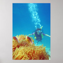Phi Phi Island (LC) Poster