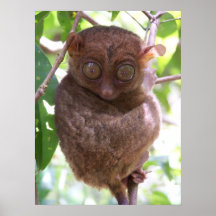 Philippine Tarsier Poster